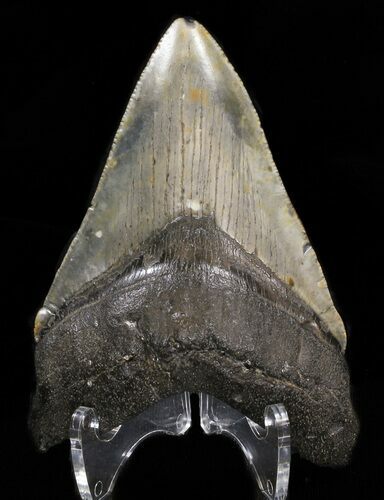 Megalodon Tooth - North Carolina #38711